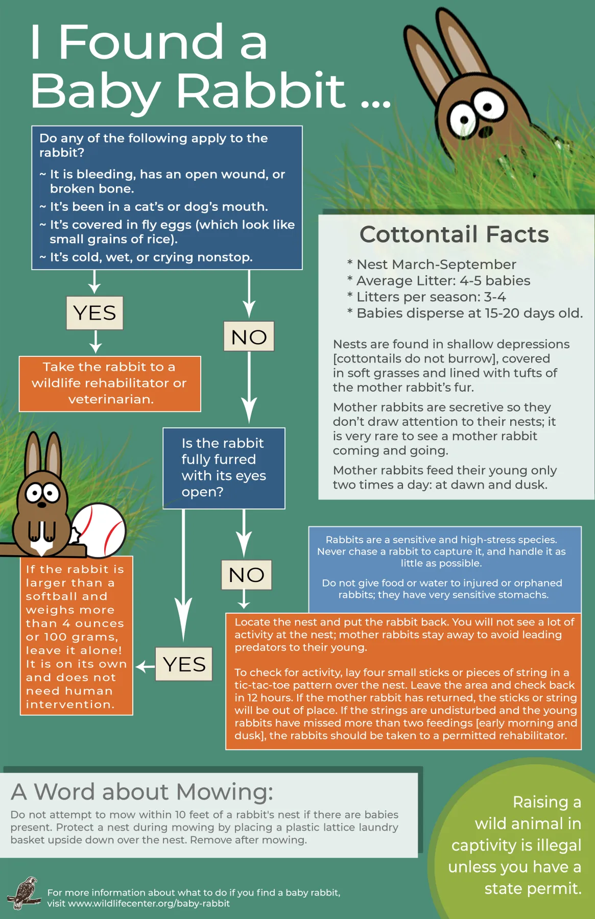 Reference infographic — baby cottontail rabbit development stages and when to intervene.