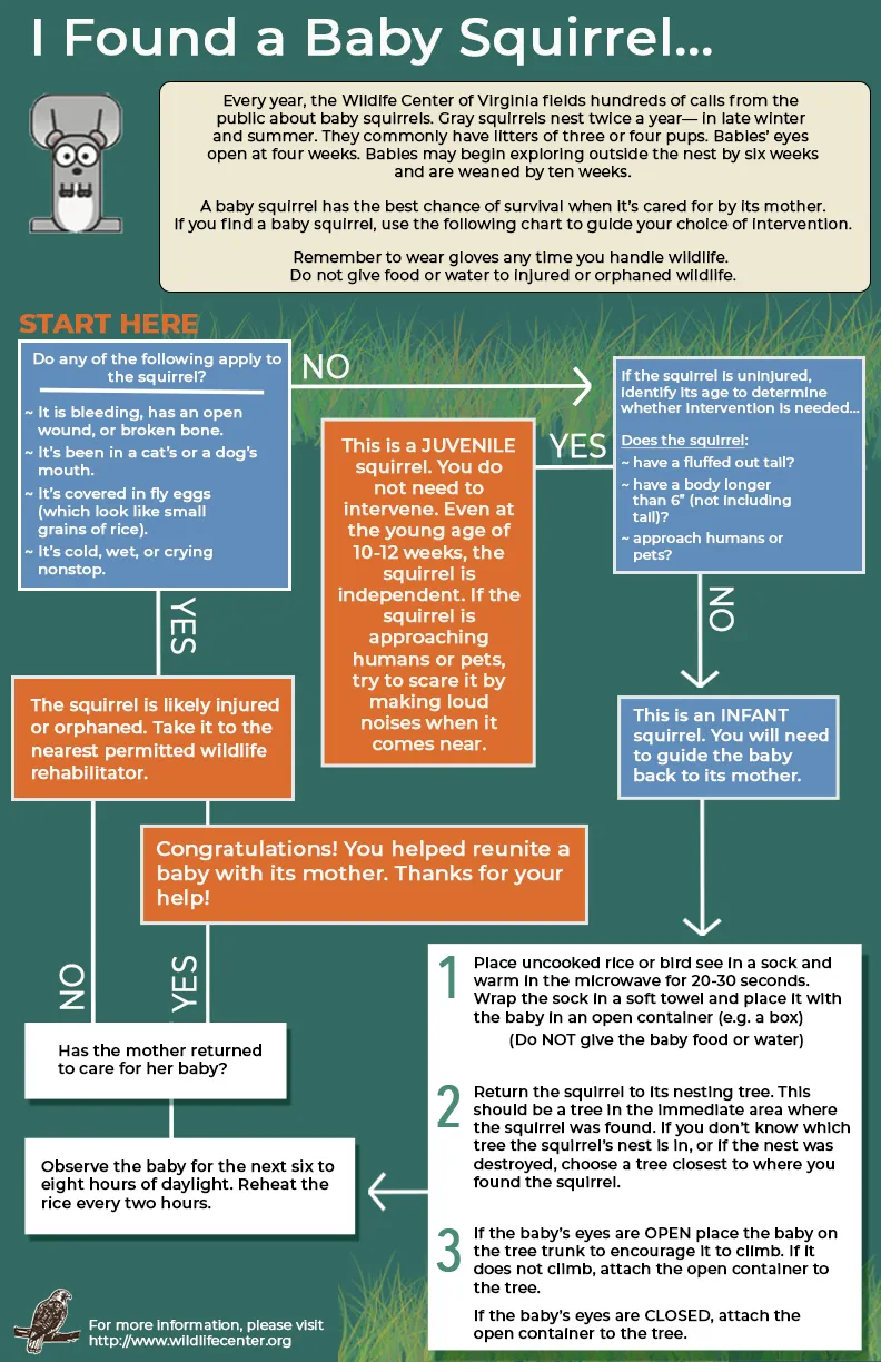 Reference infographic — baby squirrel development stages and reunification protocol.