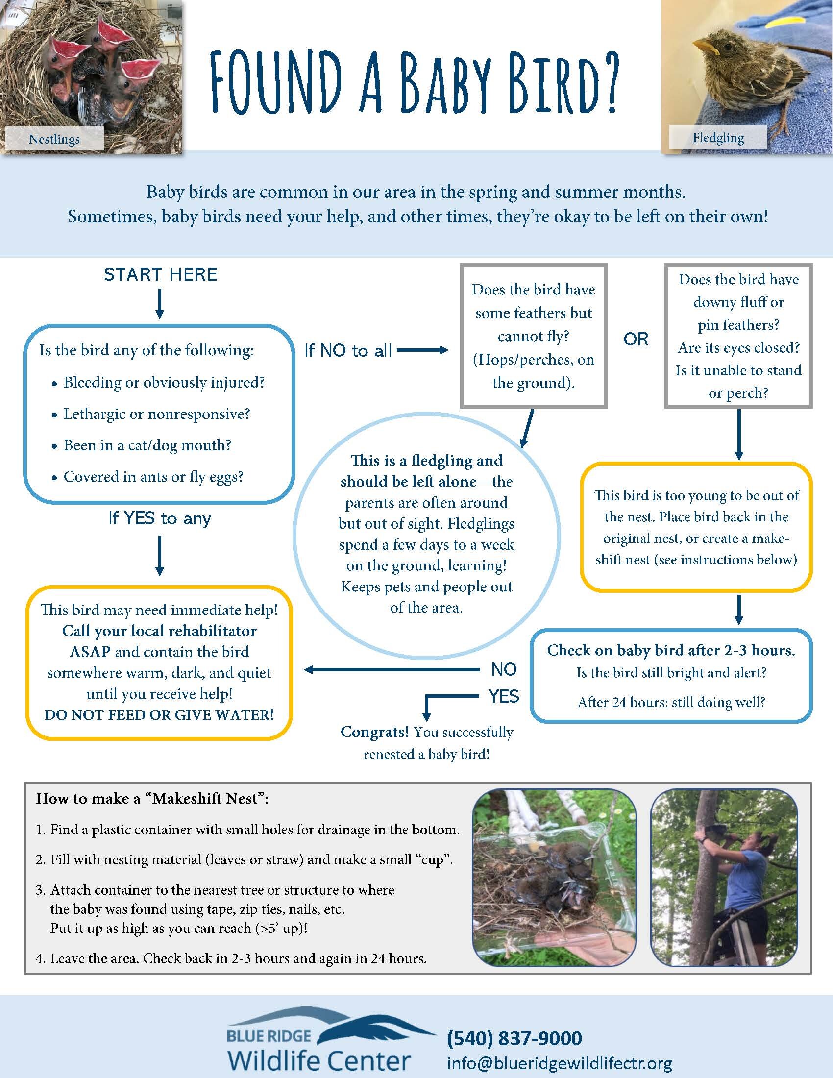 Decision flow chart for found baby birds — nestling, fledgling, injured, or healthy. Used by Wildlife911 Virginia triage.