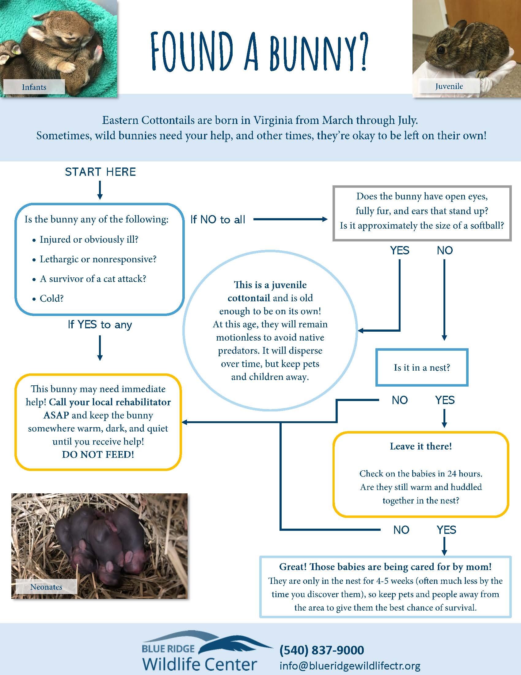 Decision flow chart for found baby rabbits. Mother rabbits visit nests only twice daily at dawn and dusk, so 'alone' rarely means 'orphaned.'