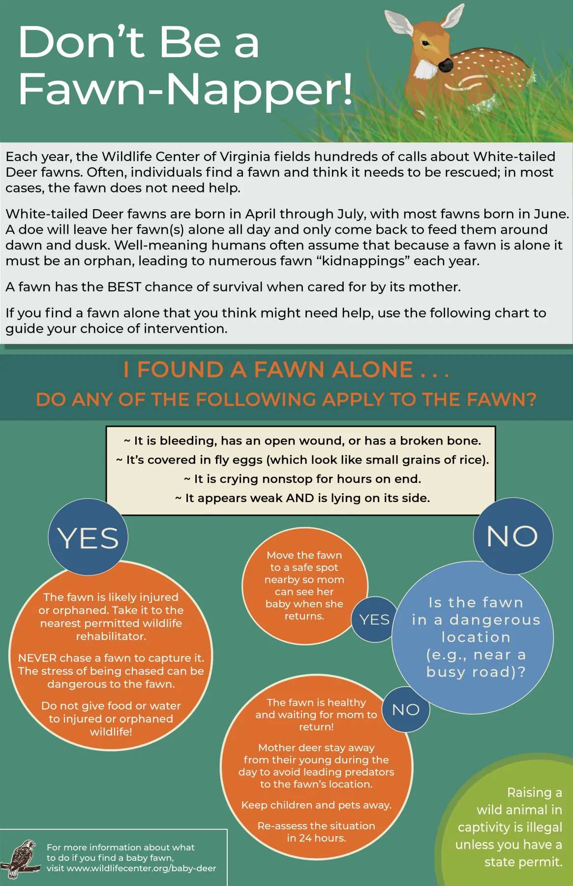 Reference infographic — white-tailed deer fawn behavior. Does leave fawns alone for hours; lone fawns are almost never orphans.