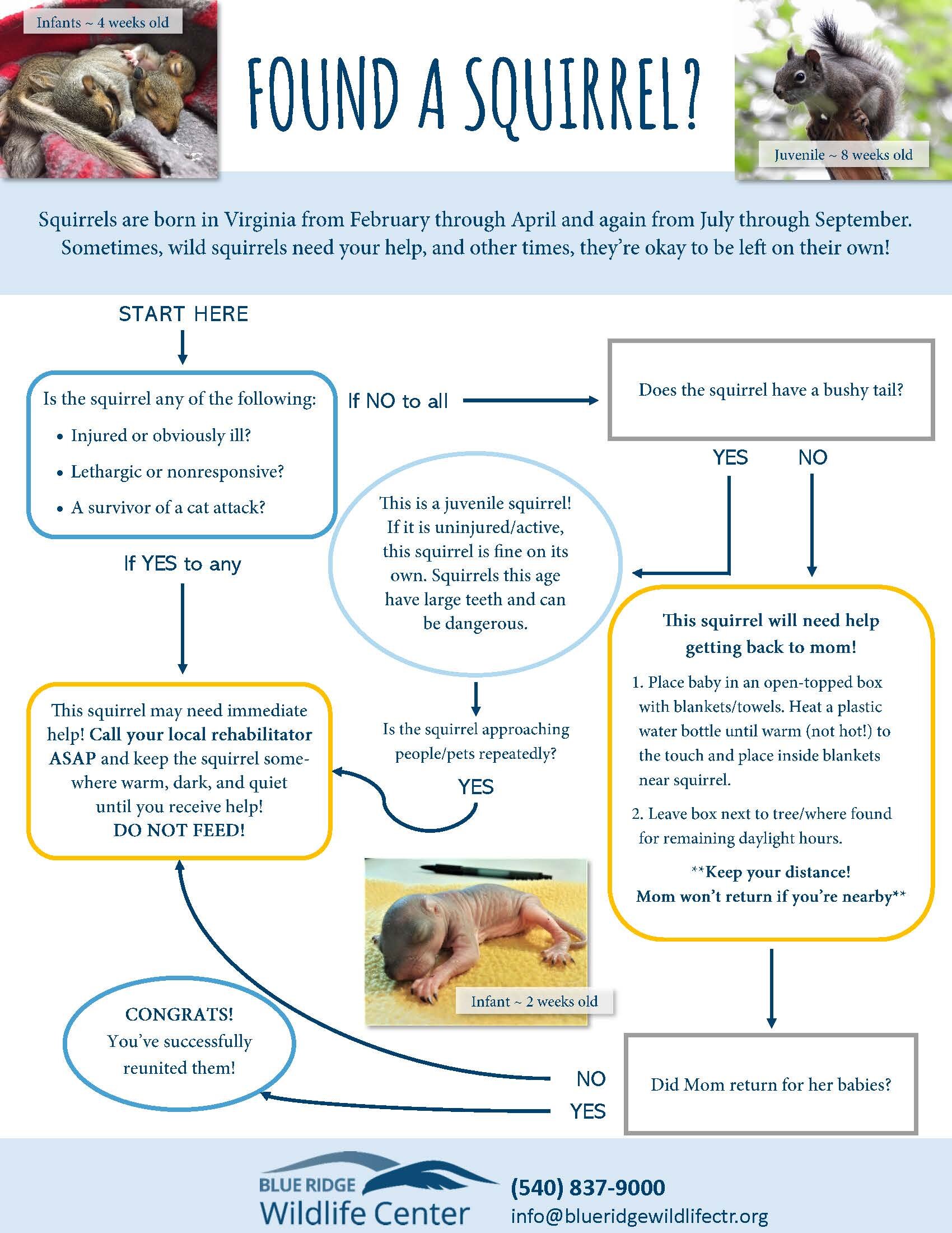 Decision flow chart for found baby squirrels. Squirrel mothers will often retrieve fallen babies if given time and a warm container at the base of the tree.